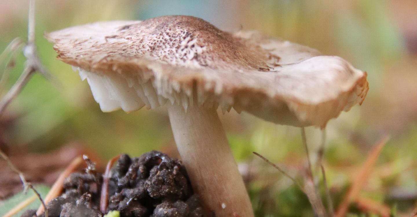 Sortie champignon en forêt