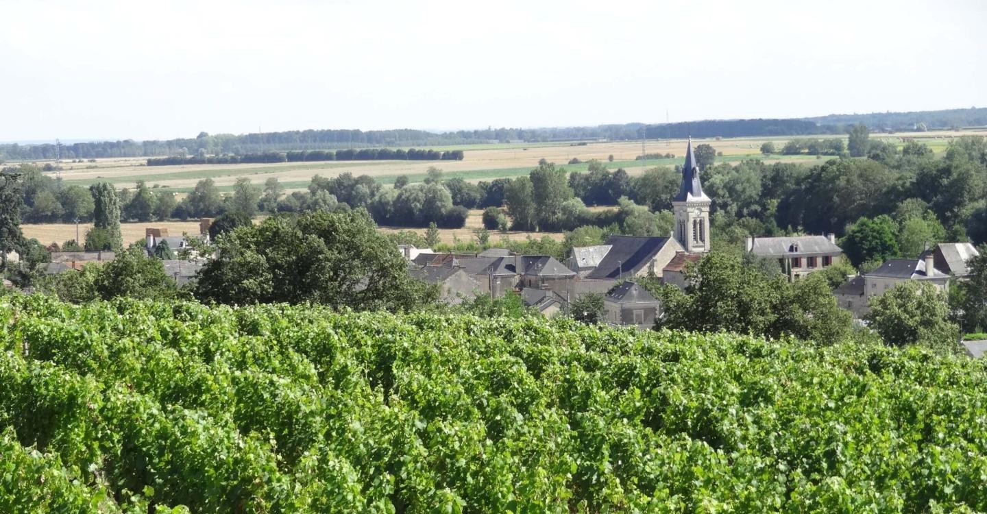 Vignes à Concourson sur Layon