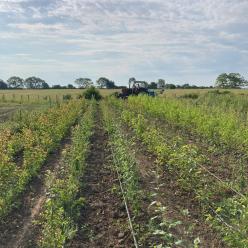 clos des arbres montreuil bellay