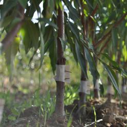 clos des arbres montreuil bellay