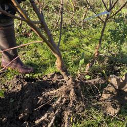 clos des arbres montreuil bellay