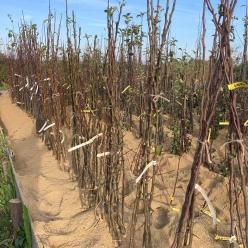 clos des arbres montreuil bellay