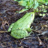 Grenouille verte