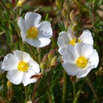 Hélianthème blanc