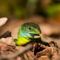 Lézard vert