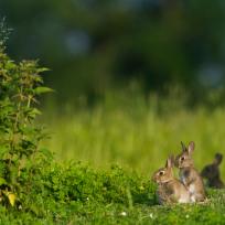 Lapin de garenne