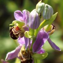 Ophrys abeille