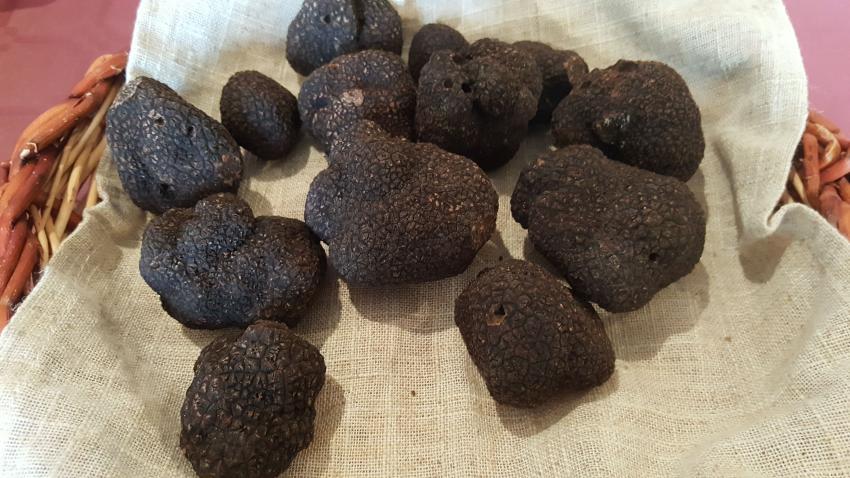 Truffes de Touraine©Npropriété du Parc naturel régional utilisation interdite