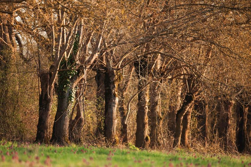 Haie de frênes têtards et Fritillaires pintades dans le Véron