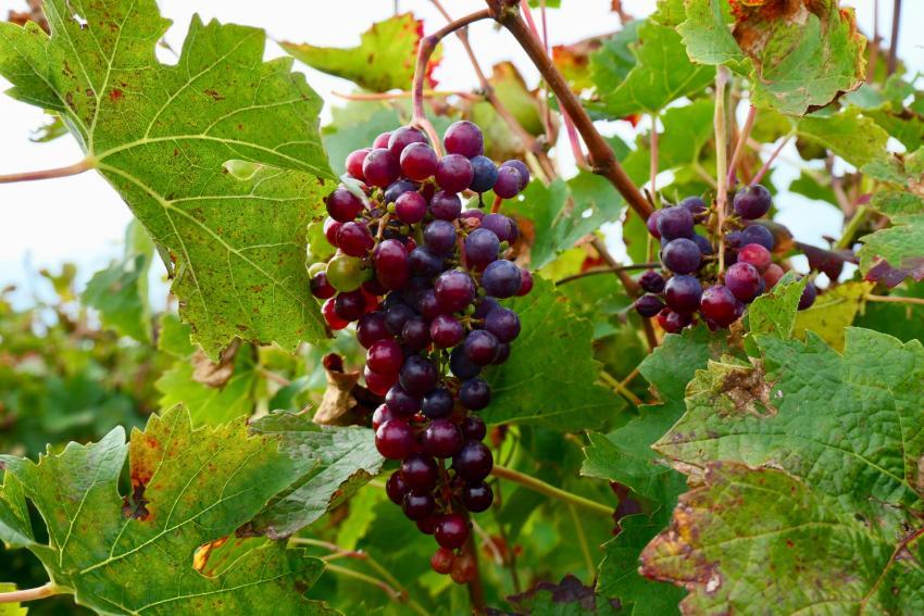 Vignoble de Saint Nicolas de Bourgueil