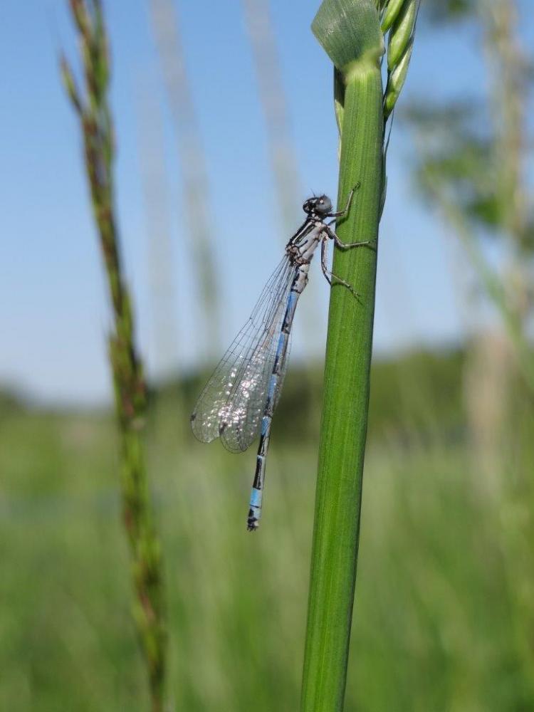 Coenagrion mercuriale 