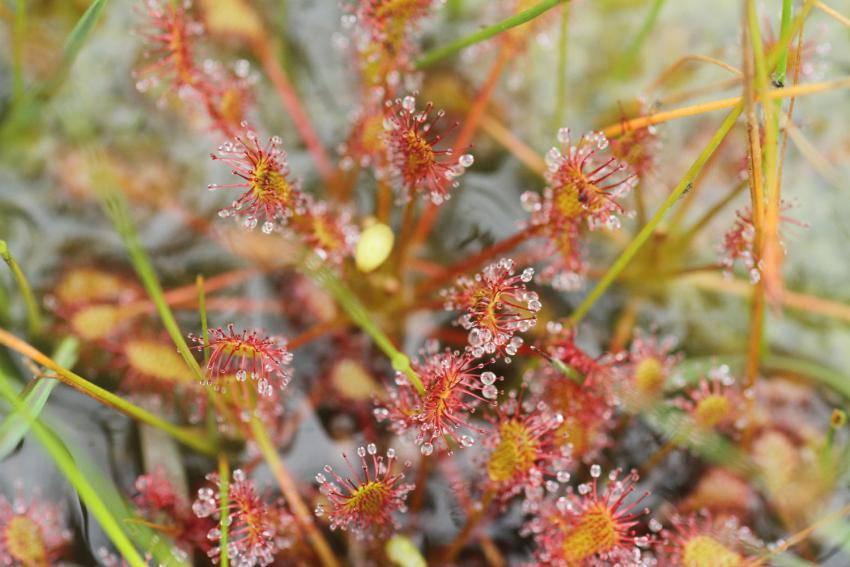 Drosera